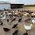 Free-Range Laying Hens, Pullets, Roosters, Ducks and Geese for Sale. 17 thumbnail