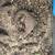 Spiny tail lizard 2 thumbnail