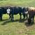 Bred cows 2 thumbnail