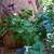 Garden plants and window boxes 2 thumbnail