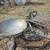 Firepit -  Campfire Rings-Any Size  Covers-Spark Screens 9 thumbnail