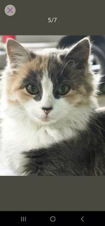 Dilute Calico 1