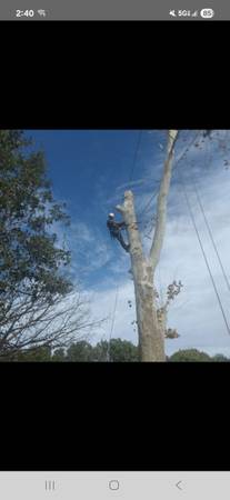 Arborist Tree climber licensed and insured 1