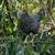 Young hens 8 thumbnail