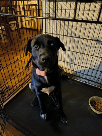 6 month old Female Pit/Lab mix 1