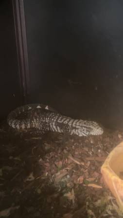 Argentine tegu 1