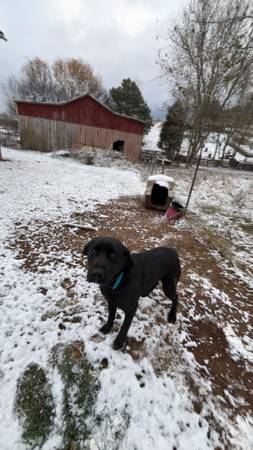 black lab (Church Hill)63615021636611122