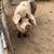 Spotted Old English Boar - Gloucestershire 1 thumbnail