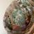 4 ABALONE SHELLS (PACIFICA) 3 thumbnail