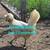 Hens & Pullets 3 thumbnail