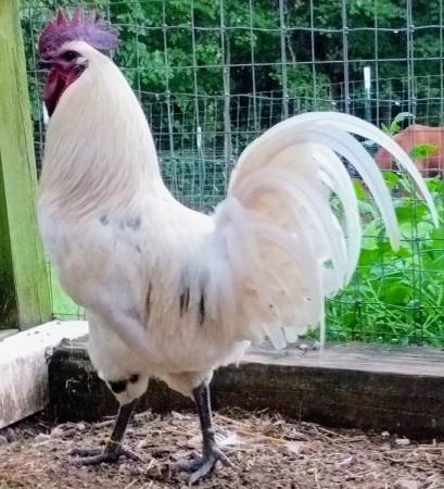 Gallo Zombie63661373055873120