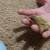 Button quail 3 thumbnail
