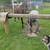 Fox Trotter Mare 6 thumbnail