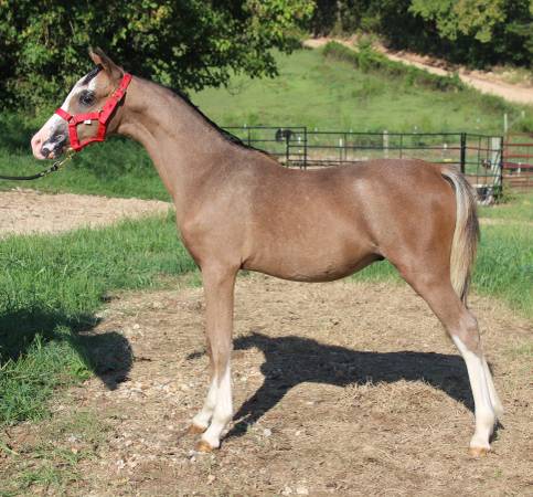 ASPC registered shetland pony gelding 1