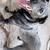 Rehome for queensland 3 thumbnail