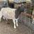 Borrego dorper 2 thumbnail