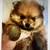 Rehoming baby pomeranian 2 thumbnail