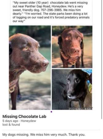 Still missing - friendly chocolate lab 1