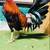 Gallos gamefowl stags pollas pollos 1 thumbnail