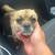 Pug/pomerian mix need help rehoming him 1 thumbnail