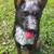 German Shepherd cement Dog 3 thumbnail
