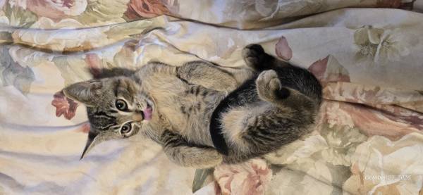Male tabby kitten (Vancouver)