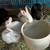 Bunnies 6 thumbnail