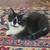 Ragdoll mix kitties 15 thumbnail