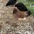 Pullets 8 thumbnail