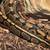 Ball python 4 thumbnail