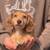 FriendlyDachshundPup 3 thumbnail