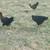 Pullets 2 thumbnail