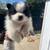 Pomeranian puppies 1 thumbnail