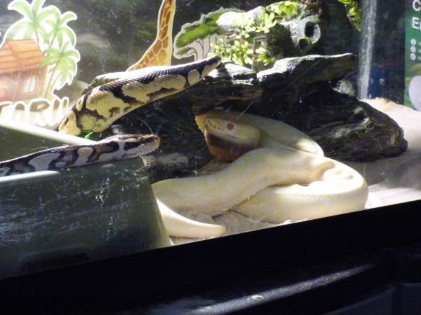 Ball Pythons (vernon)63873145526787121