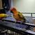 Baby Sun Conures 12 thumbnail