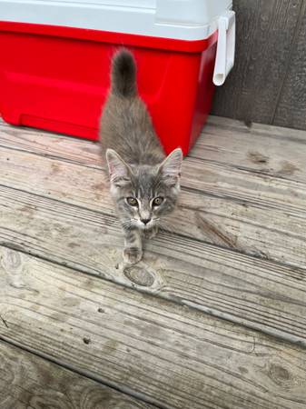 Free Kittens 1