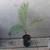 CHAMAEDOREA woodsoniana ///// Woodson's palm --- 1/5/15 gallon 5 thumbnail