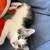 8 week kittens ready for pick up 4 thumbnail