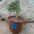 Rare mermaid tails (succulent) CUTTINGS & ROOTINGS 8 thumbnail