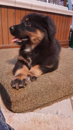 Molly (Tarlton)63864565737987121