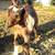 Beautiful Dapple Boer/Kiko Doeling Goat 2 thumbnail