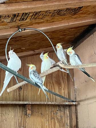 Cockatiels 1