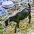 NIGERIAN DWARF POLLED BUCKLING 2 thumbnail
