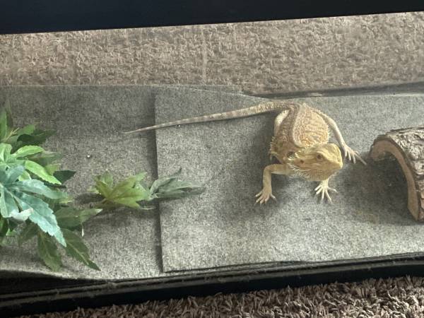 Dragón barbudo necesita hogar para siempre63686641308803121