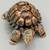 Wade Porcelain Turtle Trinket Box - Made in England 2 thumbnail