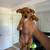 Tea Cup Chihuahua needs loving home 2 thumbnail