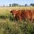 Highland Cows 1 thumbnail