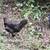 Americana Pullets 1 thumbnail