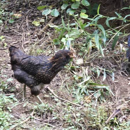 Americana Pullets 1