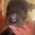 Microbully mixed american bully pups 12 thumbnail